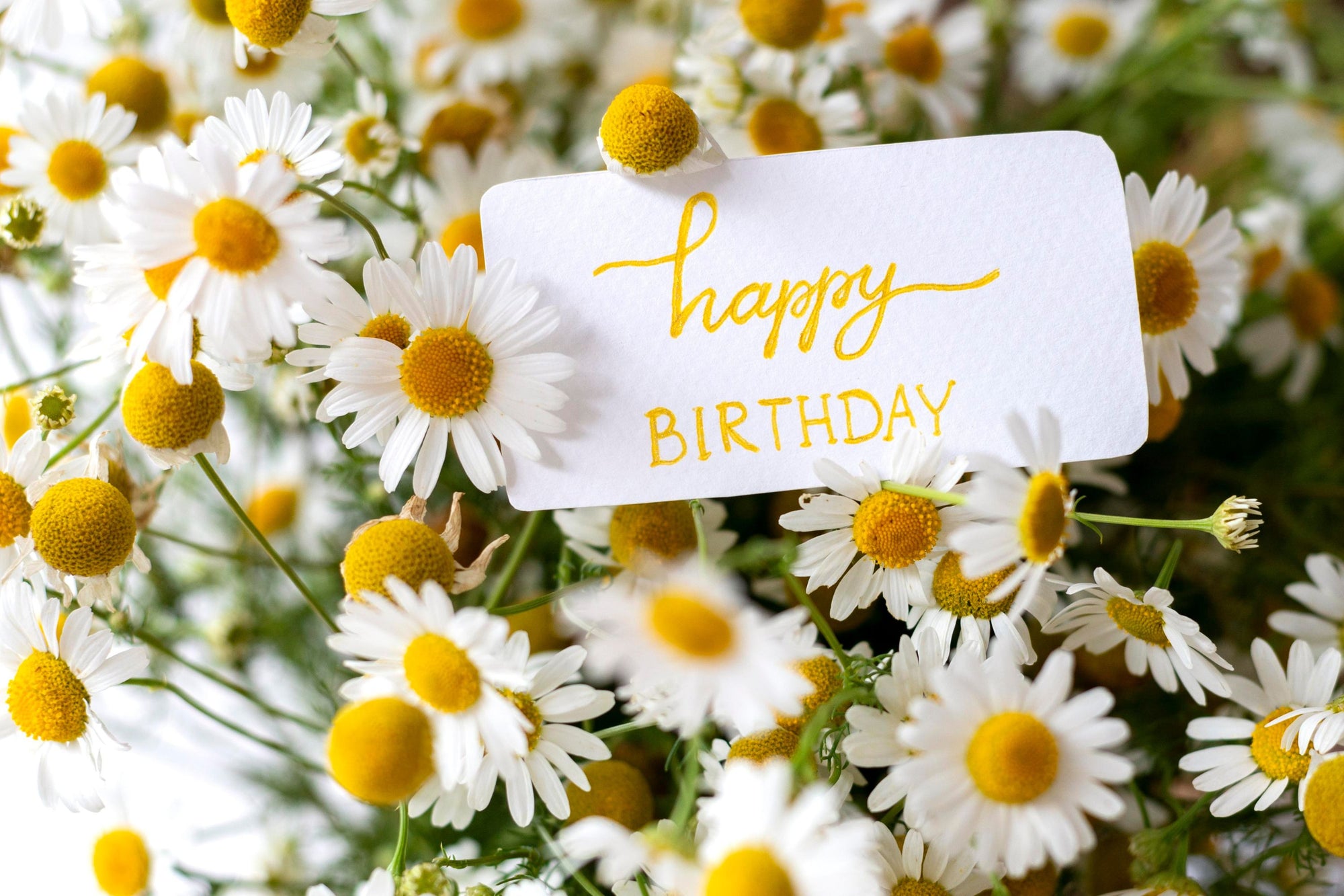 Birthday Flowers – Everbloom Floral Studio